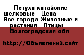 Петухи китайские шелковые › Цена ­ 1 000 - Все города Животные и растения » Птицы   . Волгоградская обл.